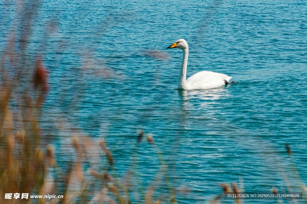 水中优雅天鹅