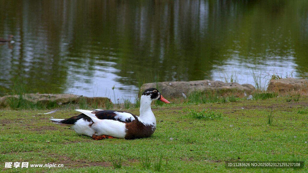 草地上休憩的两只鸭子
