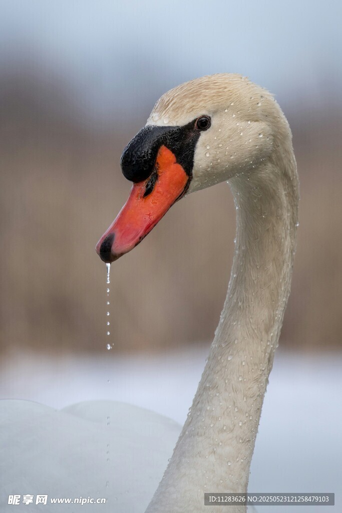 优雅天鹅垂首滴水瞬间