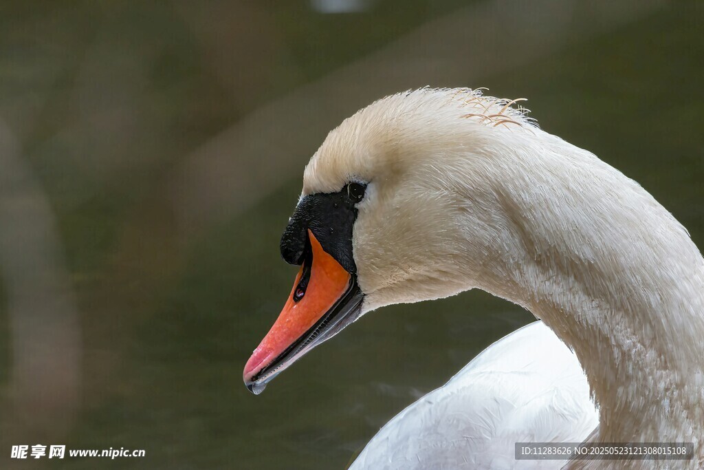 优雅天鹅特写