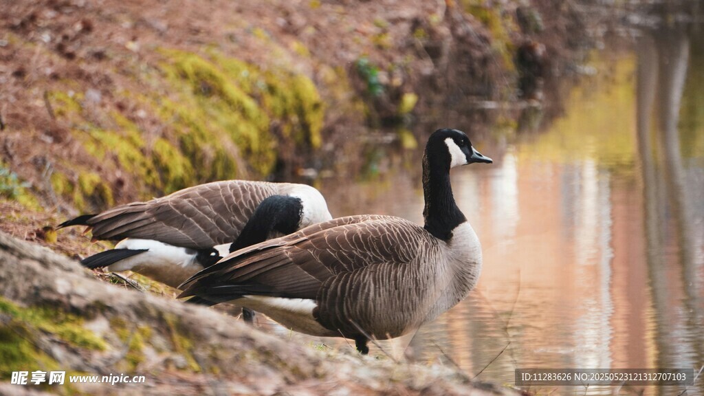 岸边休憩的两只加拿大鹅