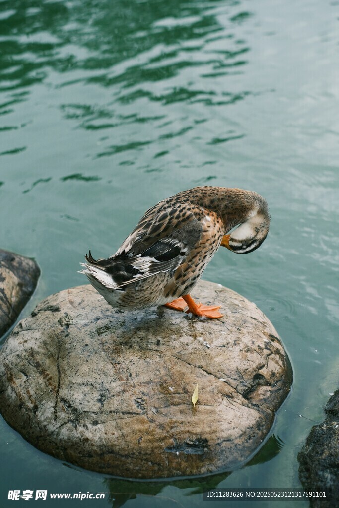 石上野鸭低头理羽毛