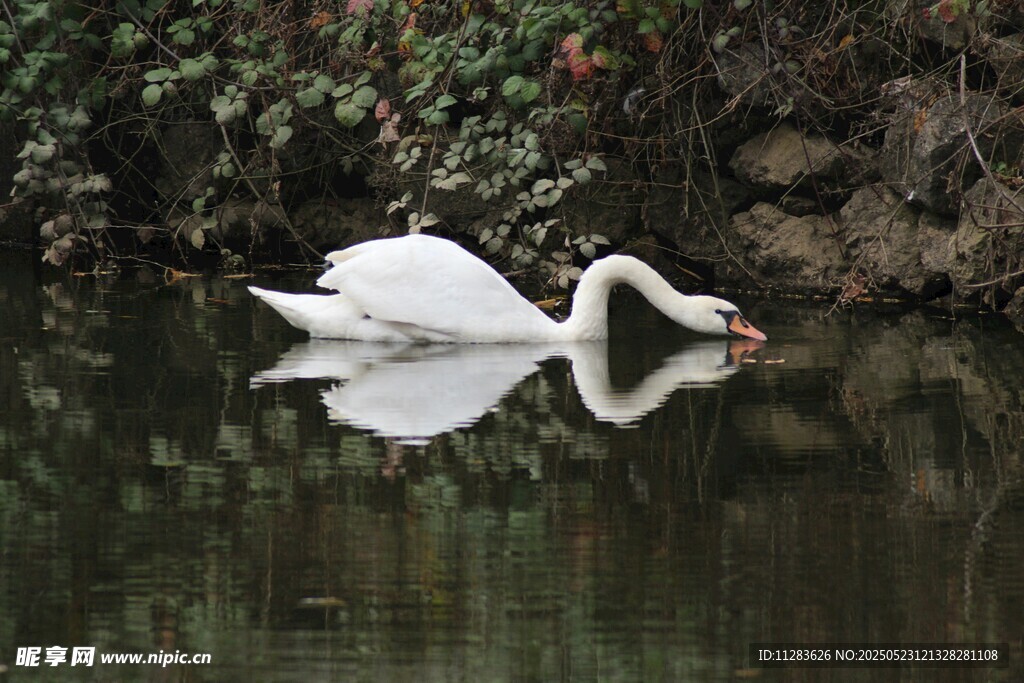 水中优雅天鹅低头觅食