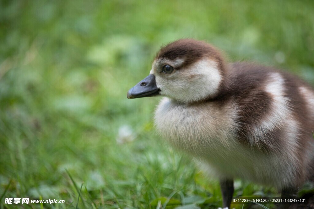 草地上的小雏鸭