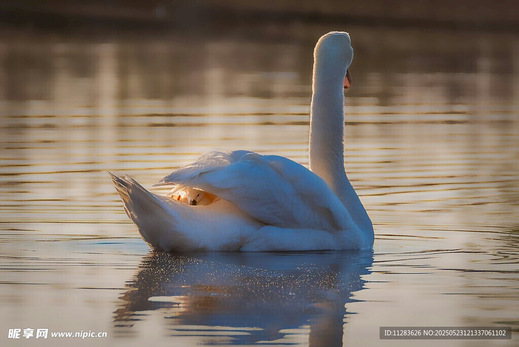 优雅天鹅于水面悠然游弋