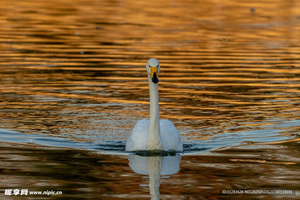 白鹭水中悠然游弋