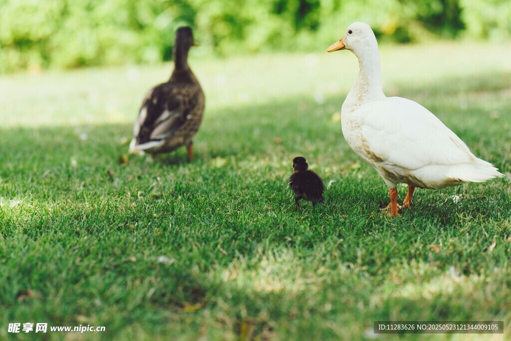 草地上的鸭子一家