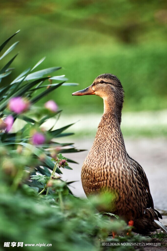 草丛中的棕色鸭子