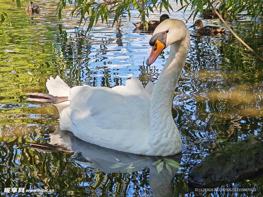 水中双天鹅优雅相依