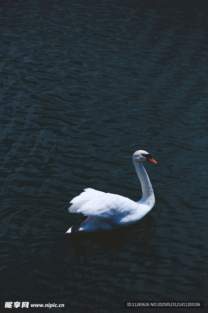水中优雅天鹅