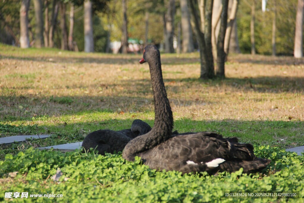 草地上休憩的黑天鹅