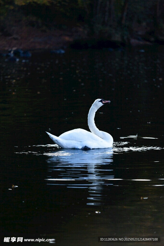 水中优雅的白天鹅