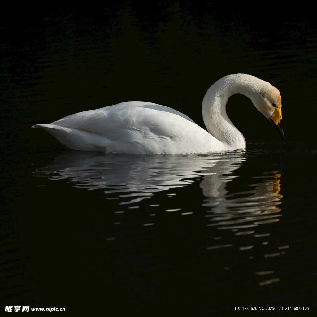 优雅天鹅水中悠然自得