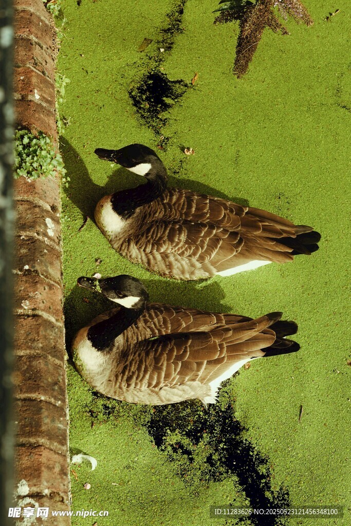 水中休憩的两只加拿大鹅