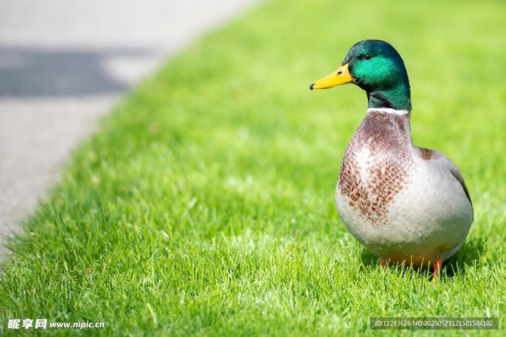 草地上的绿头鸭