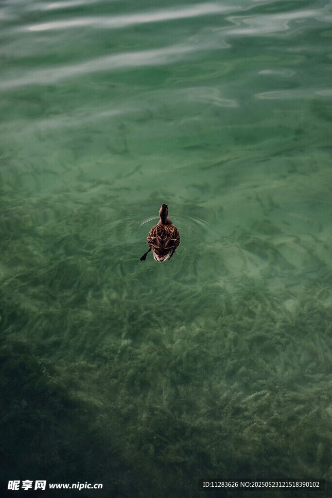 海上单人皮划艇悠然前行