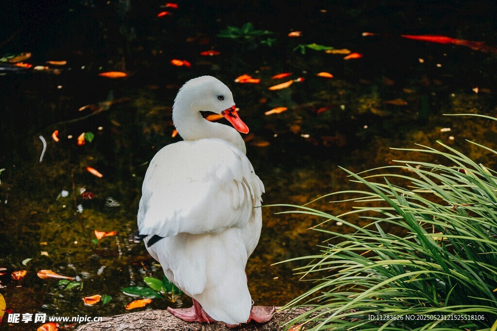 白鸭立于池边赏游鱼