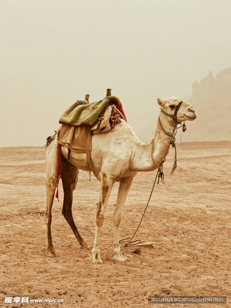 沙漠中的驮物骆驼