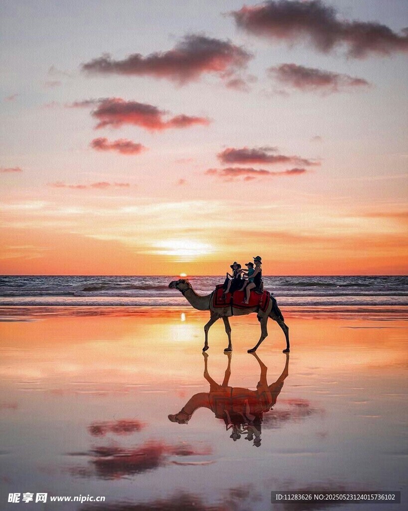 夕阳下海边的骆驼骑行
