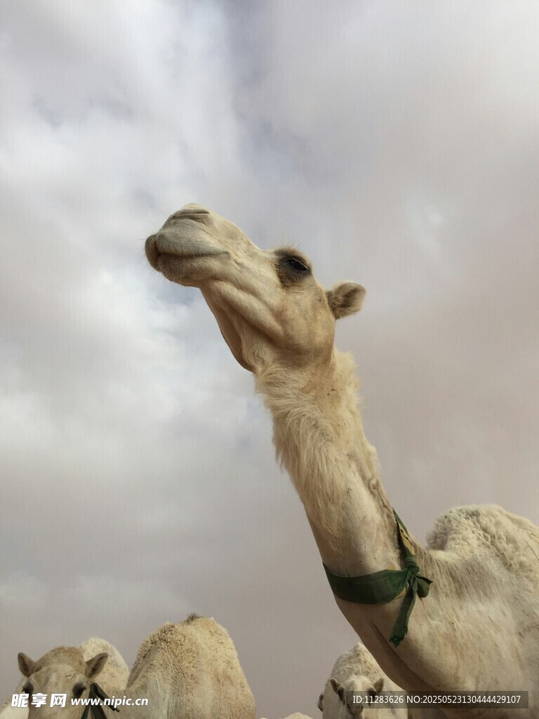 仰头的骆驼