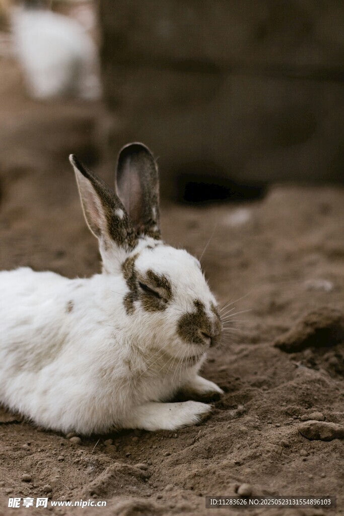趴着的白兔