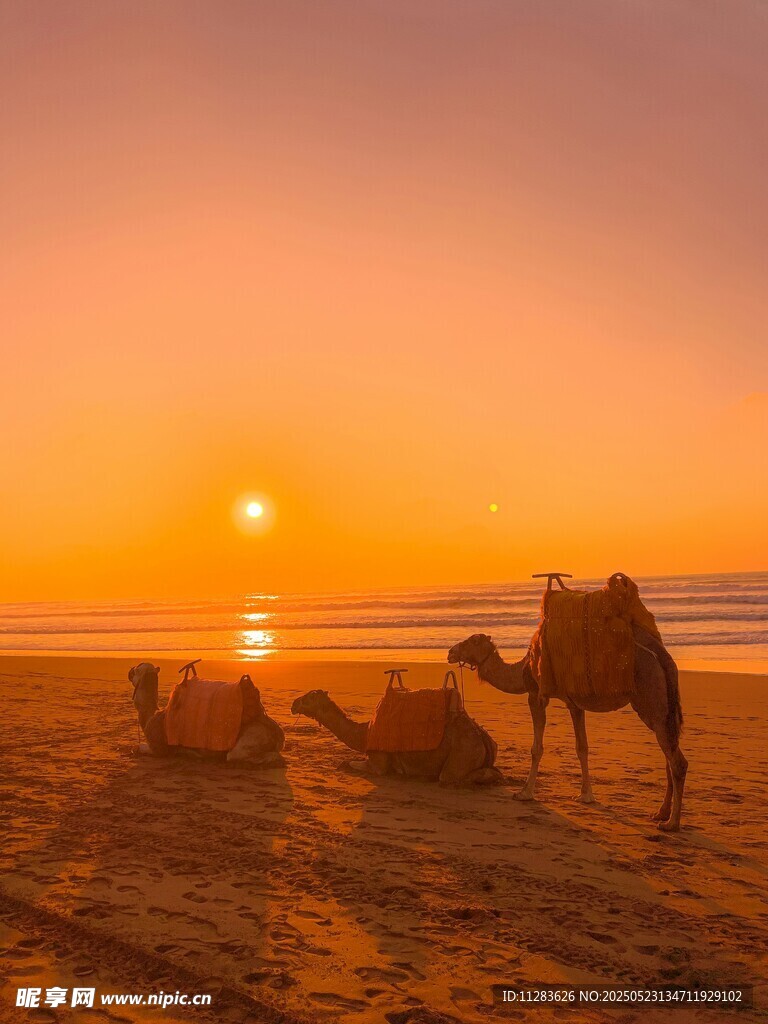 沙漠夕阳下的骆驼群