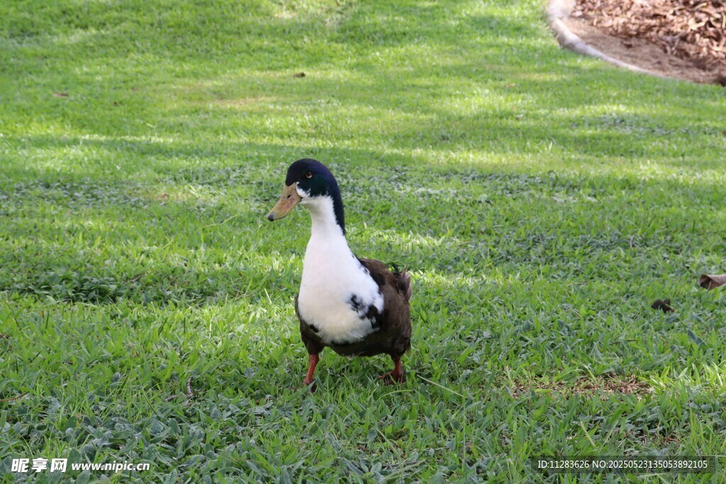 草地上的黑白鸭子