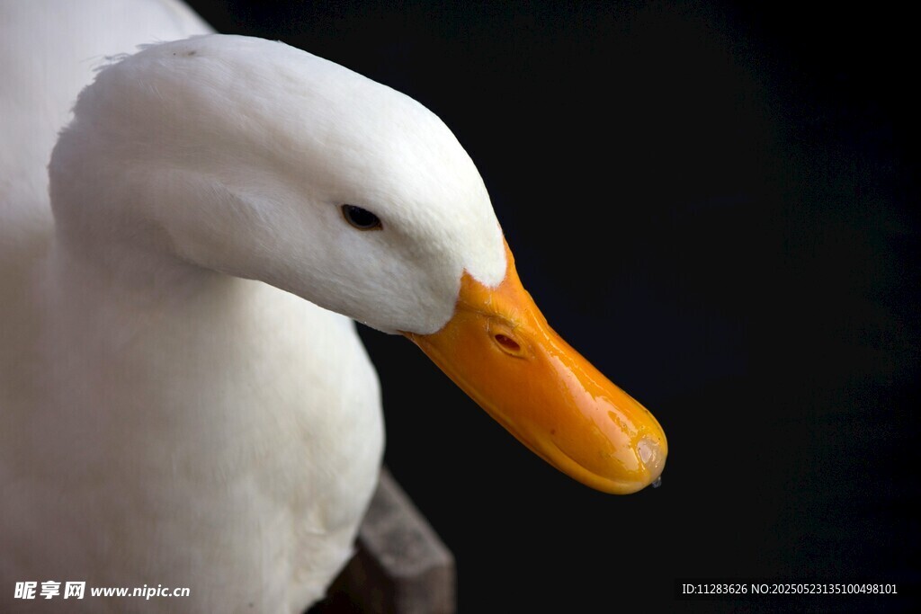 白鸭特写