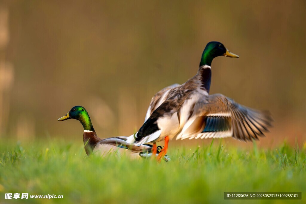 草地上展翅的绿头鸭