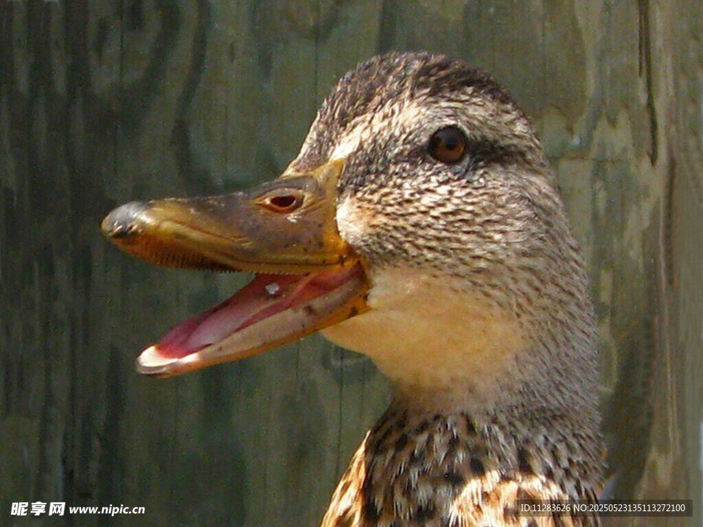 张嘴的野鸭特写