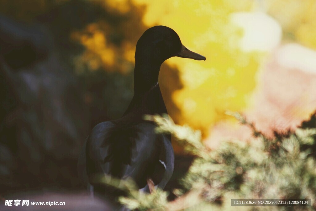 林间黑鸭 光影中的静谧身影