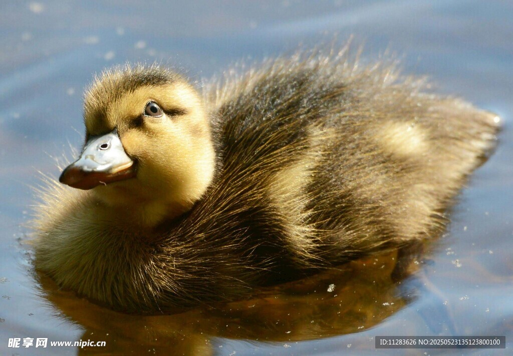水中可爱小鸭子