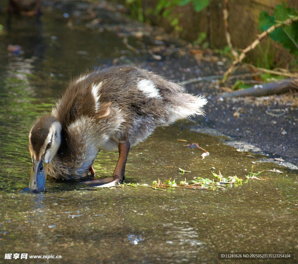 小鸭子低头觅食于水边
