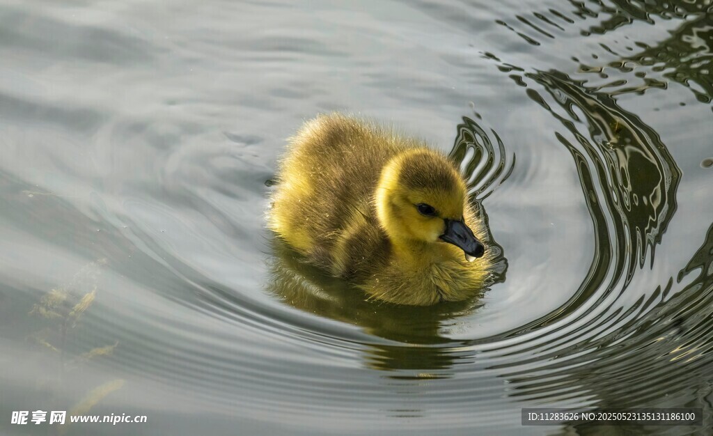 小黄鸭水中悠然游动