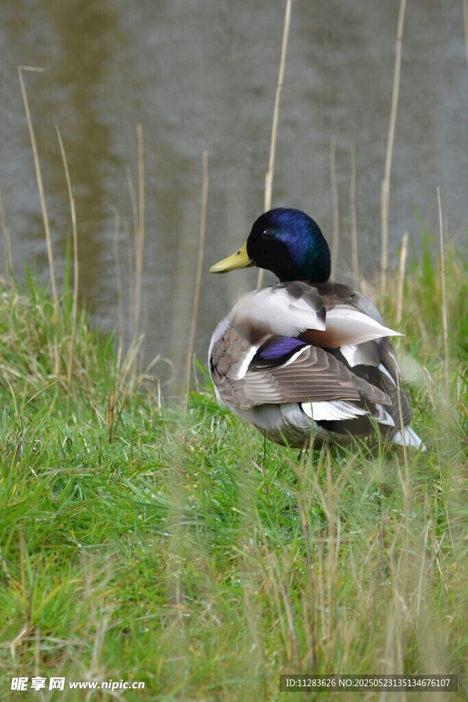 草地上休憩的野鸭