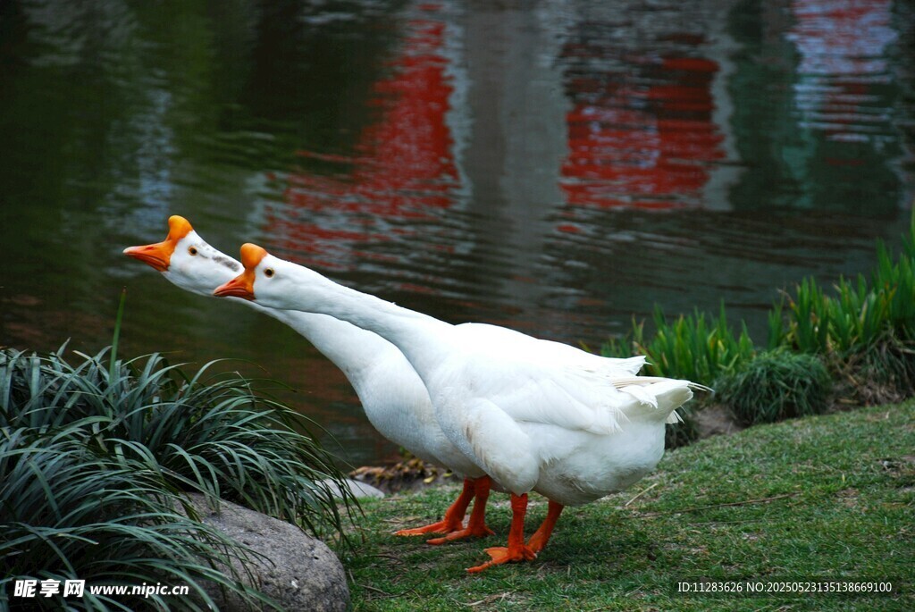 草地上的两只大白鹅
