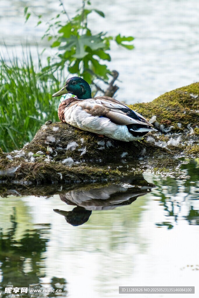 水边休憩的野鸭