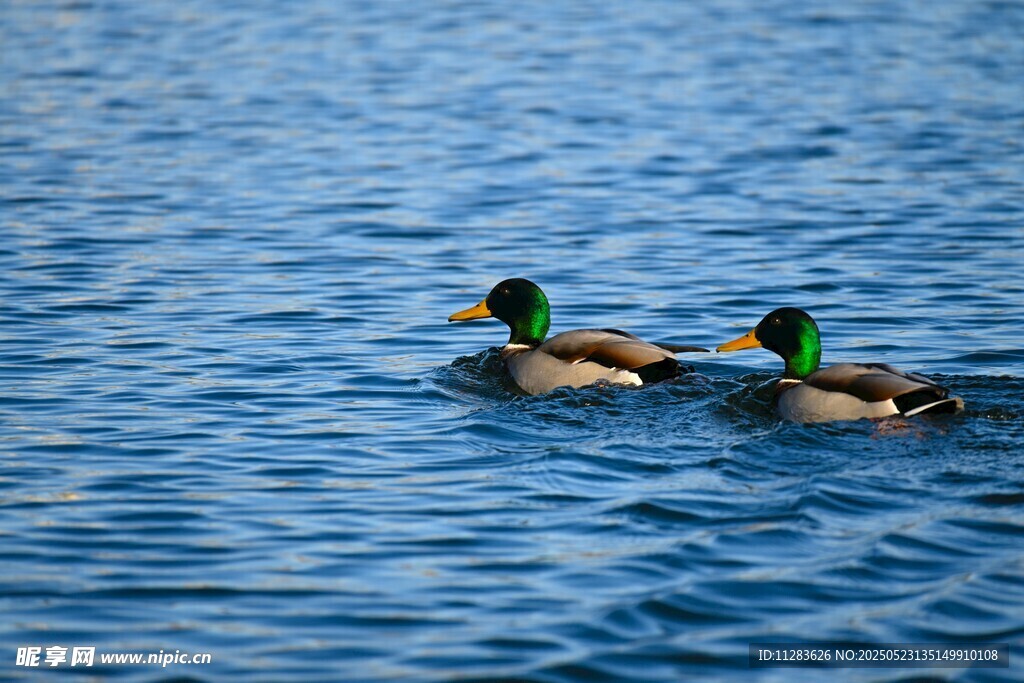 水面上悠游的两只绿头鸭