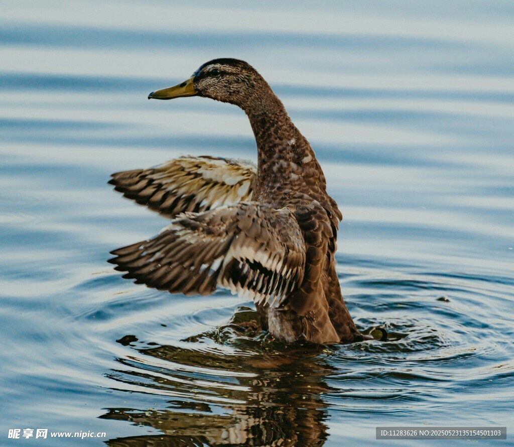 鸭子水中展翅