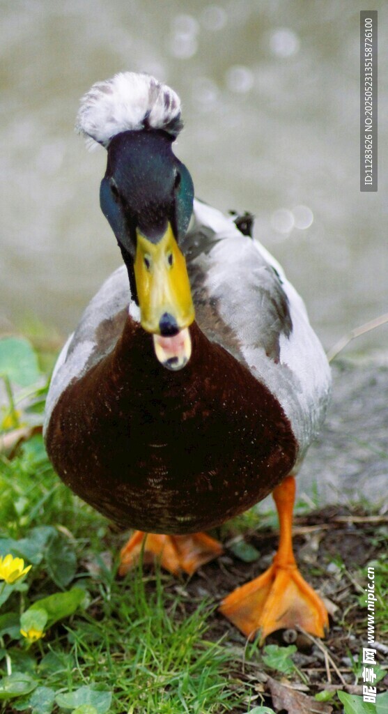 独特羽冠的鸭子