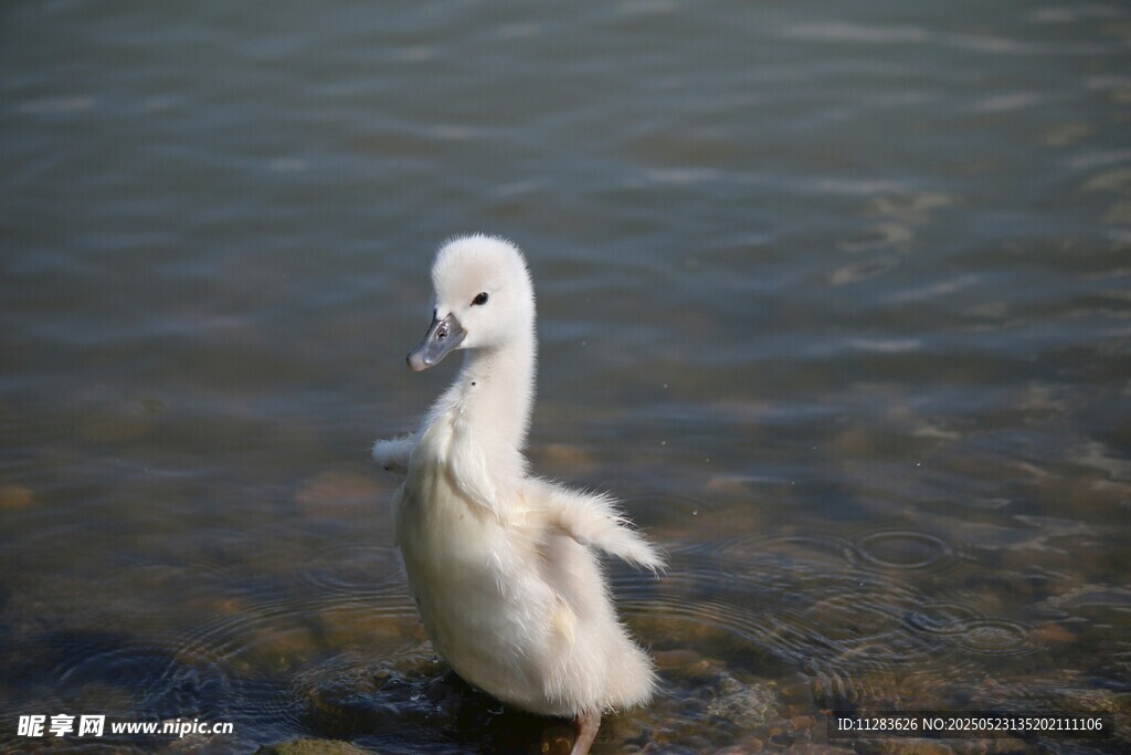 水边白鸭展翅