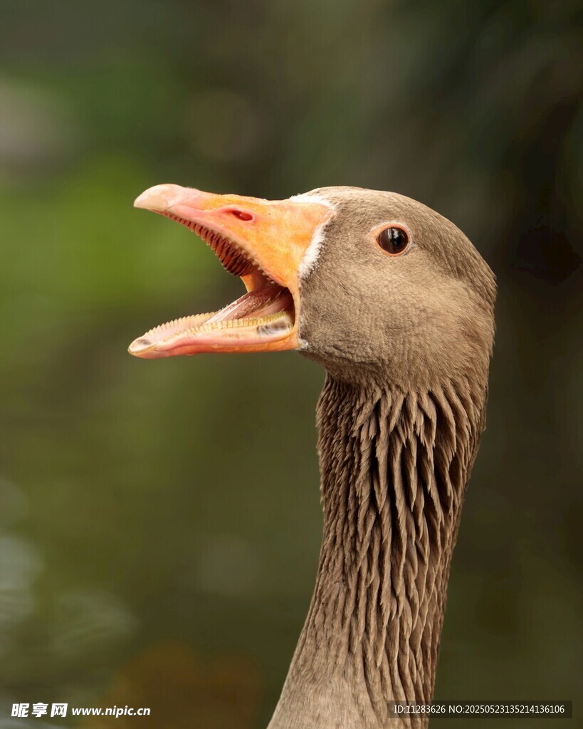 张嘴的灰鹅