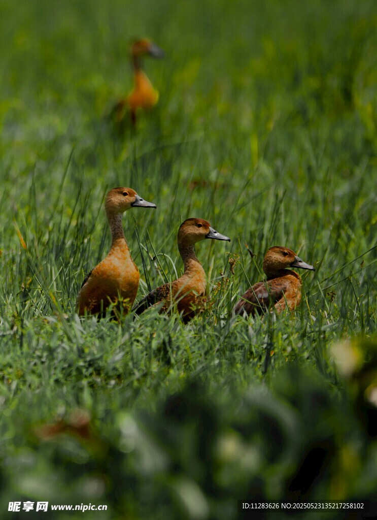 草地上的几只小鸟