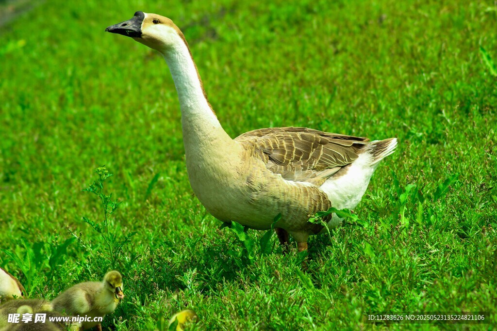 草地上的母鹅与小鹅
