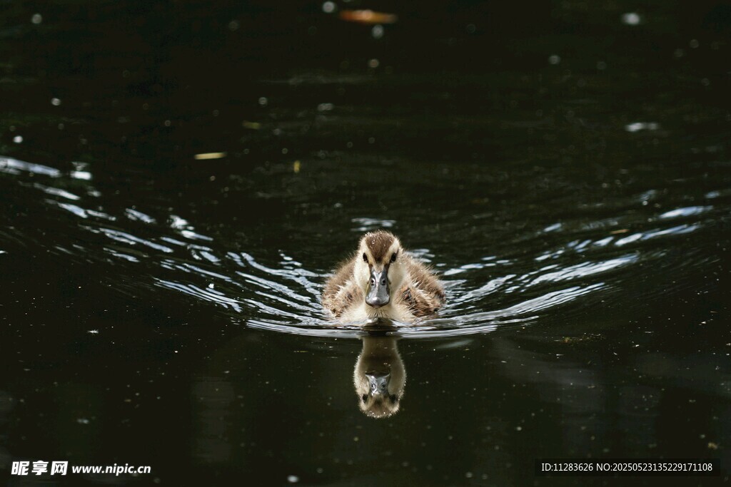 水中飞鸟激起美丽涟漪