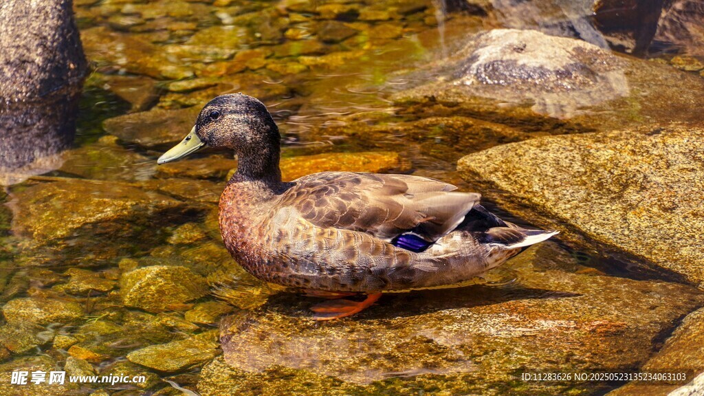 水中游弋的美丽野鸭