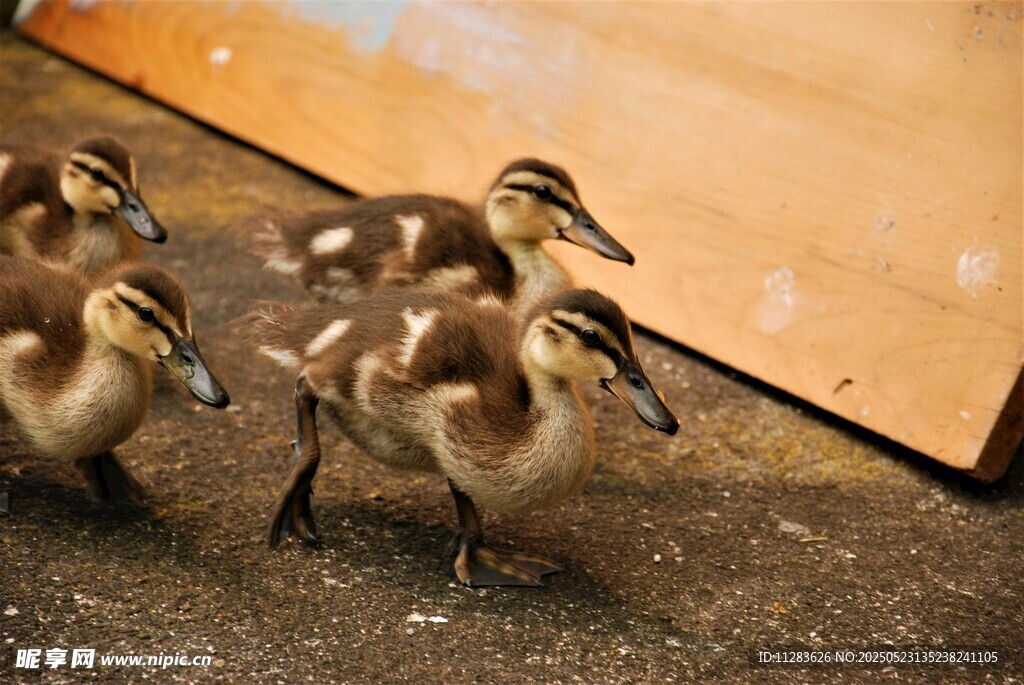 一群小鸭子在地面行走