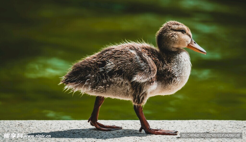 可爱小鸭子在岸边行走