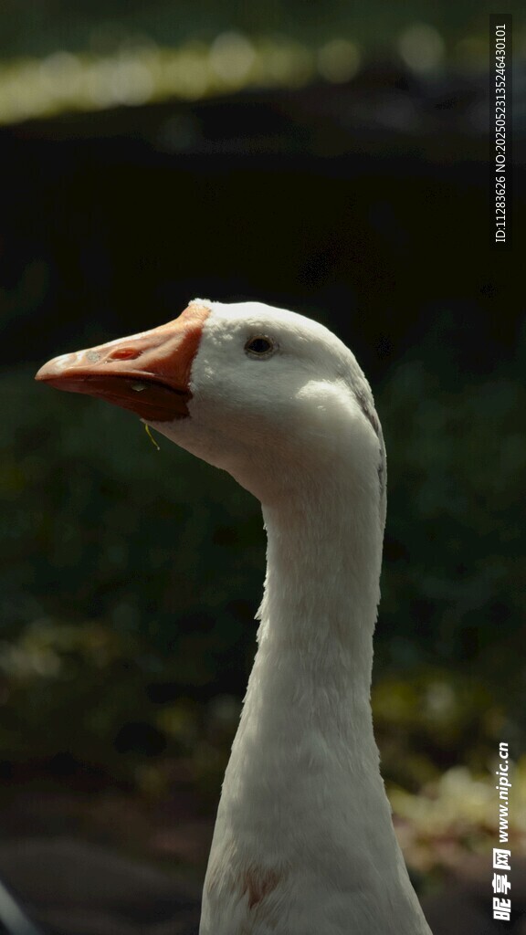 白鹅特写