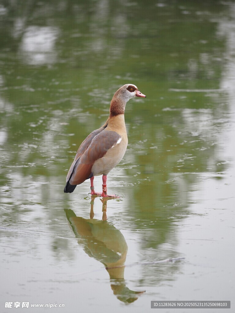 水中站立的优雅埃及雁